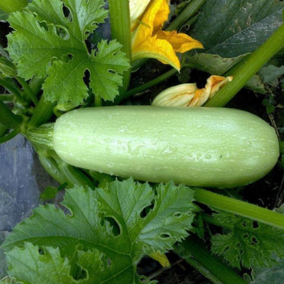 蔬菜副食配送蔬菜配送食堂蔬菜配送