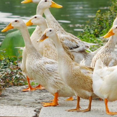农家散养鸭子2只装土鸭子 新鲜农家散养活鸭宰杀冷冻白条鸭