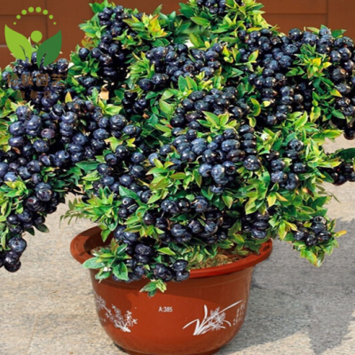 蓝莓苗当年结果黑珍珠 蓝莓树苗阳台 盆栽果树苗 地栽果树