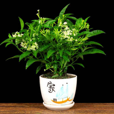 夜来香 6年大苗 夜来香花苗盆栽阳台庭院夏季驱蚊香草树苗