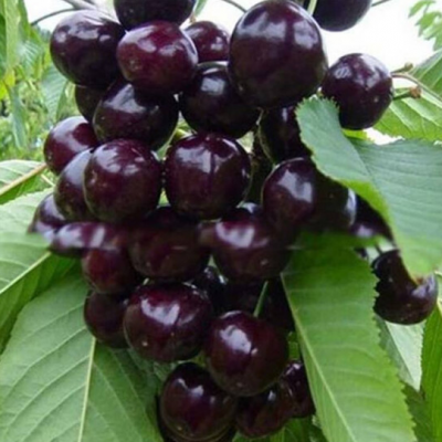 正宗大樱桃树苗 当年结果矮化樱桃树南方北方种植嫁接车厘