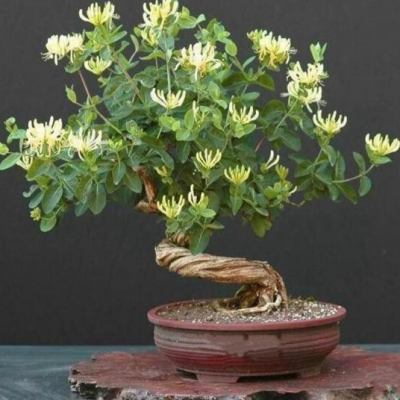 6年大苗金银花苗 室内盆栽盆景树桩金银花爬藤花卉绿植花期