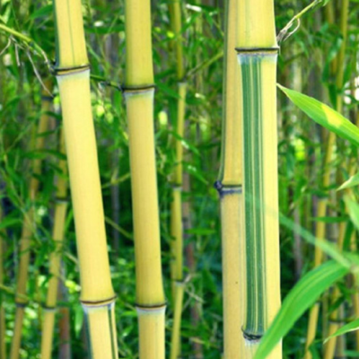 青竹树苗罗汉竹苗佛肚竹盆栽庭院室内观赏四季常青植物竹子