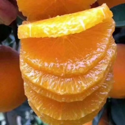 福利来一波  亏本试吃，5斤14.8，限量300件 先下单先发货