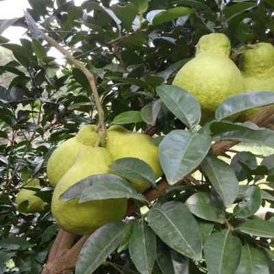 泸州合江百米正宗蒸笼柚上市，不要错过