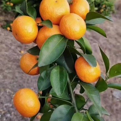 季节性水果欢迎来购